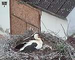 Capi_Dubne_20250520_202003.jpg