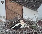 Capi_Dubne_20250520_202503.jpg