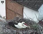 Capi_Dubne_20250520_204503.jpg