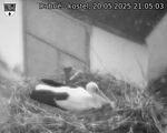 Capi_Dubne_20250520_210503.jpg