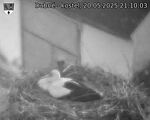 Capi_Dubne_20250520_211003.jpg