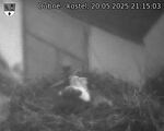 Capi_Dubne_20250520_211503.jpg