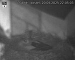 Capi_Dubne_20250520_220503.jpg