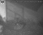Capi_Dubne_20250520_233003.jpg