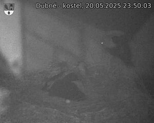 Capi_Dubne_20250520_235003.jpg (1350 x 1080)
