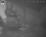 Capi_Dubne_20250521_001002.jpg