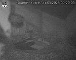 Capi_Dubne_20250521_002003.jpg