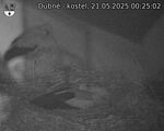 Capi_Dubne_20250521_002502.jpg