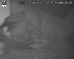 Capi_Dubne_20250521_003503.jpg