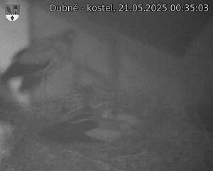 Capi_Dubne_20250521_003503.jpg (1350 x 1080)