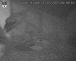 Capi_Dubne_20250521_004002.jpg
