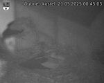 Capi_Dubne_20250521_004503.jpg