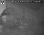 Capi_Dubne_20250521_005003.jpg