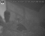 Capi_Dubne_20250521_005502.jpg