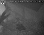 Capi_Dubne_20250521_010003.jpg