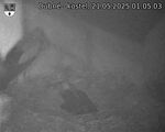 Capi_Dubne_20250521_010503.jpg