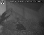 Capi_Dubne_20250521_011002.jpg