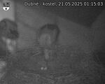 Capi_Dubne_20250521_011503.jpg