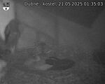Capi_Dubne_20250521_013503.jpg