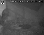 Capi_Dubne_20250521_014002.jpg