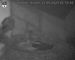 Capi_Dubne_20250521_015502.jpg
