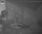 Capi_Dubne_20250521_020003.jpg