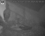 Capi_Dubne_20250521_020503.jpg