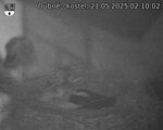 Capi_Dubne_20250521_021002.jpg