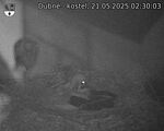 Capi_Dubne_20250521_023003.jpg