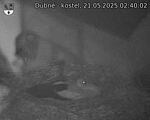 Capi_Dubne_20250521_024002.jpg