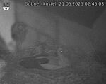 Capi_Dubne_20250521_024503.jpg