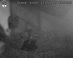 Capi_Dubne_20250521_030003.jpg