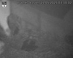 Capi_Dubne_20250521_031002.jpg