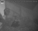 Capi_Dubne_20250521_032002.jpg