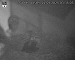 Capi_Dubne_20250521_033503.jpg