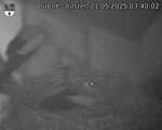 Capi_Dubne_20250521_034002.jpg