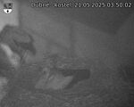 Capi_Dubne_20250521_035002.jpg