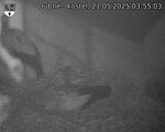 Capi_Dubne_20250521_035503.jpg