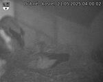 Capi_Dubne_20250521_040002.jpg