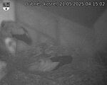 Capi_Dubne_20250521_041502.jpg