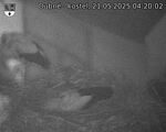 Capi_Dubne_20250521_042002.jpg