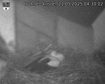 Capi_Dubne_20250521_043002.jpg