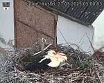 Capi_Dubne_20250521_050003.jpg