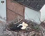 Capi_Dubne_20250521_050503.jpg