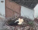 Capi_Dubne_20250521_051002.jpg