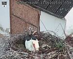 Capi_Dubne_20250521_051504.jpg
