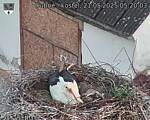 Capi_Dubne_20250521_052004.jpg