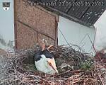 Capi_Dubne_20250521_052502.jpg
