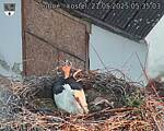 Capi_Dubne_20250521_053503.jpg