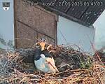 Capi_Dubne_20250521_054503.jpg